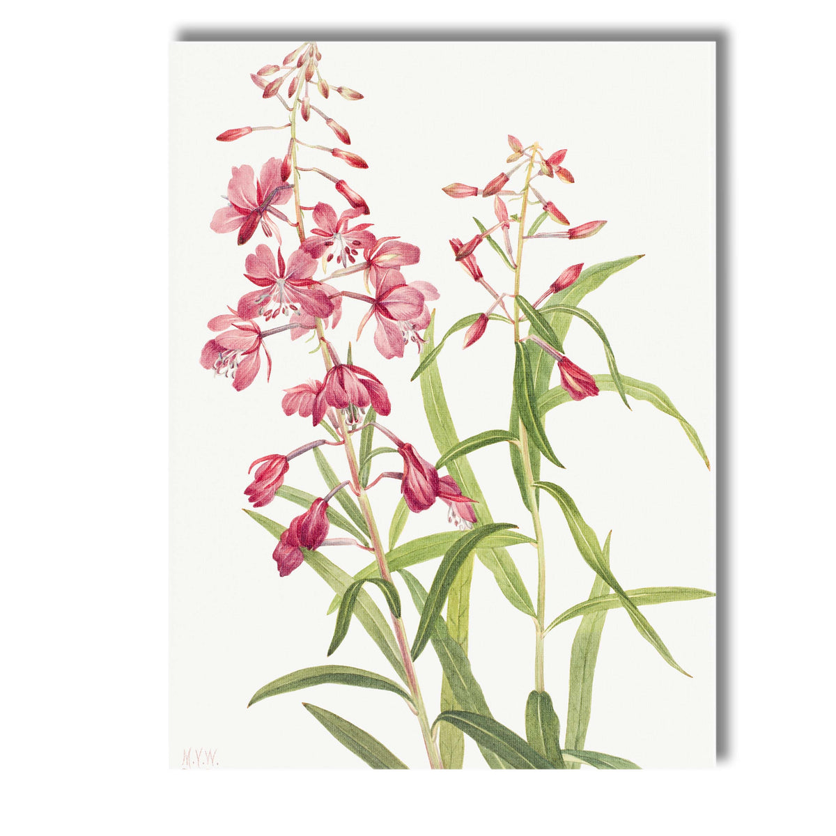 Soft Pink Wildflower Botanical Watercolour Garden Illustration Canvas Wall Art Print Decor Picture Ready to Hang