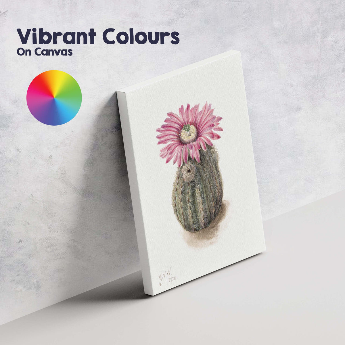 Pink Cactus Bloom Desert Botanical Watercolour Illustration Canvas Wall Art Print Decor Picture Ready to Hang