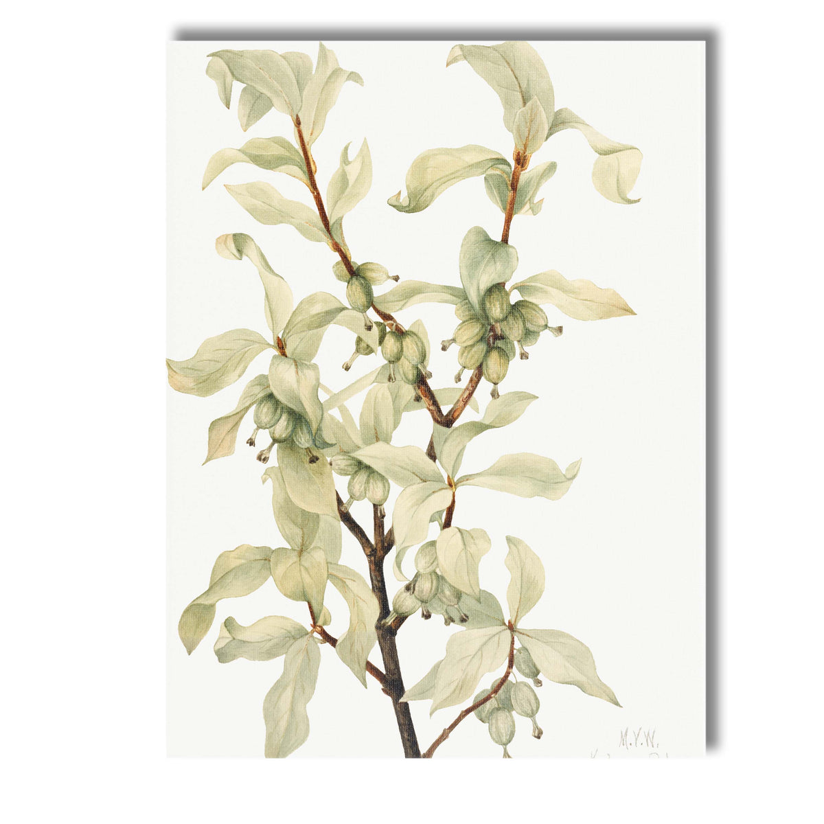 Pale Green Dogwood Branch Botanical Watercolour Study Canvas Wall Art Print Decor Picture Ready to Hang