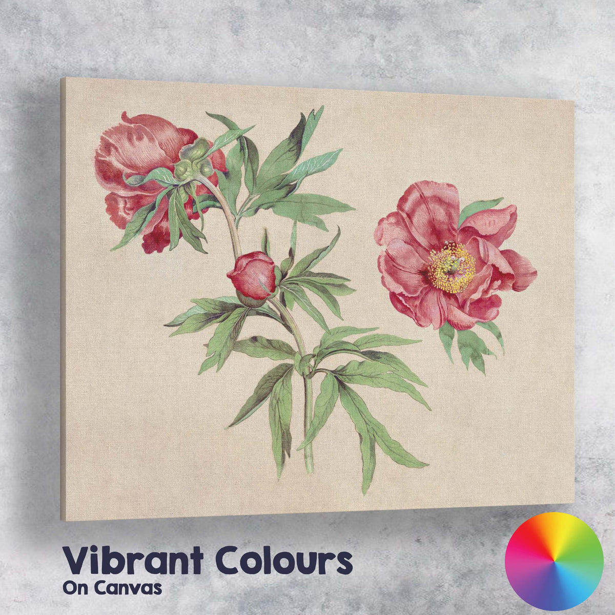 Antique Coral Peony Botanical Flower Illustration Canvas Wall Art Print Decor Picture Ready to Hang