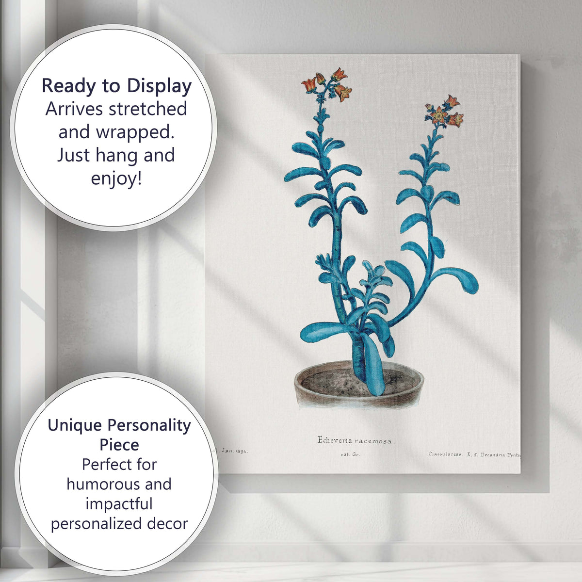 Blue Echeveria Succulent Botanical Watercolour Plant Study Canvas Wall Art Print Decor Picture Ready to Hang