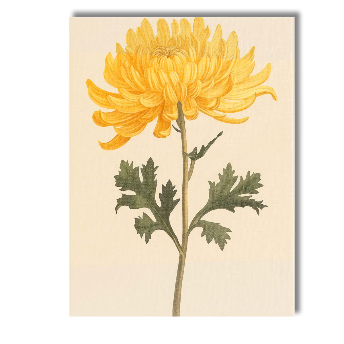 Elegant Golden Chrysanthemum Botanical Flower Illustration Canvas Wall Art Print Decor Picture Ready to Hang