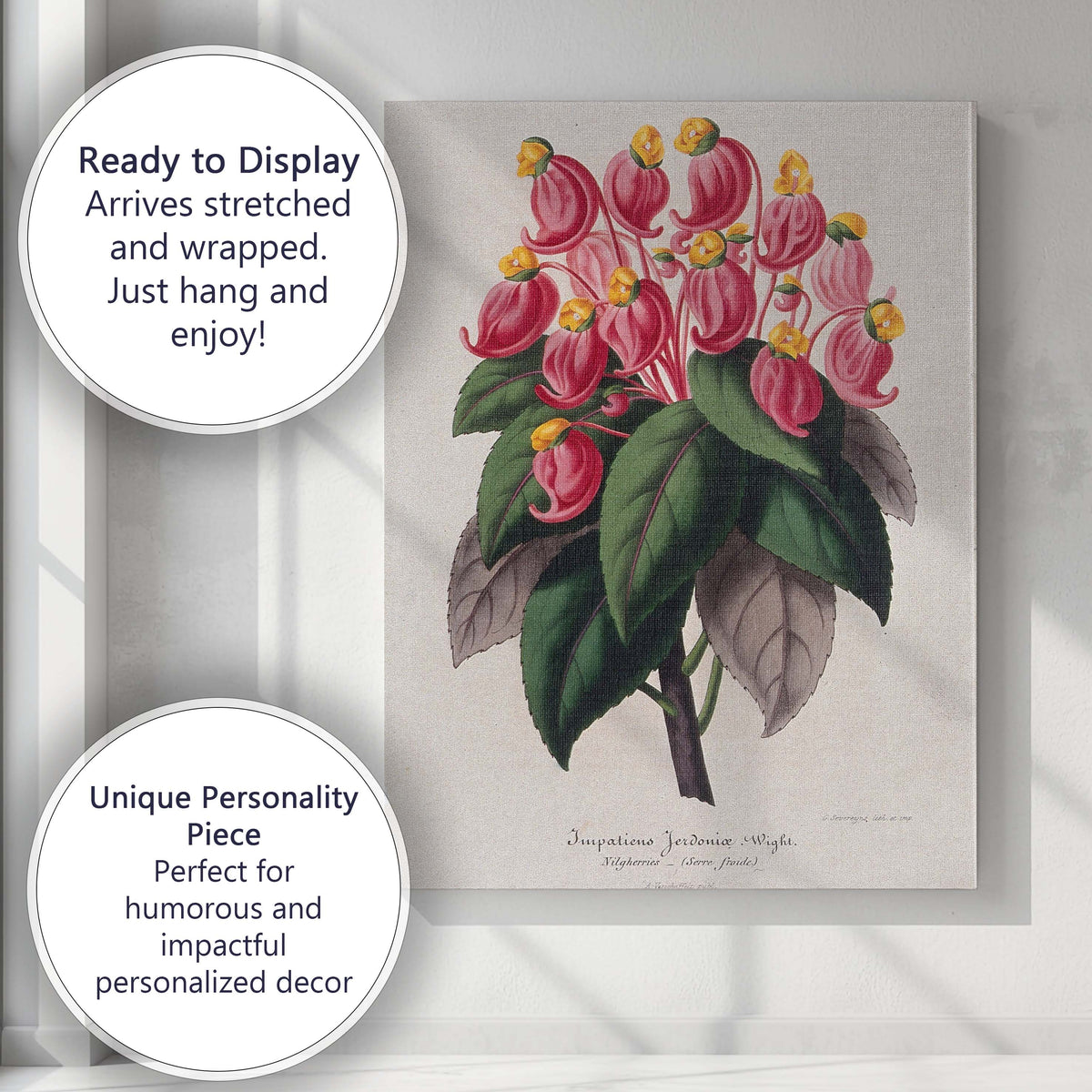 Antique Pink Impatiens Exotic Flower Botanical Illustration Canvas Wall Art Print Decor Picture Ready to Hang