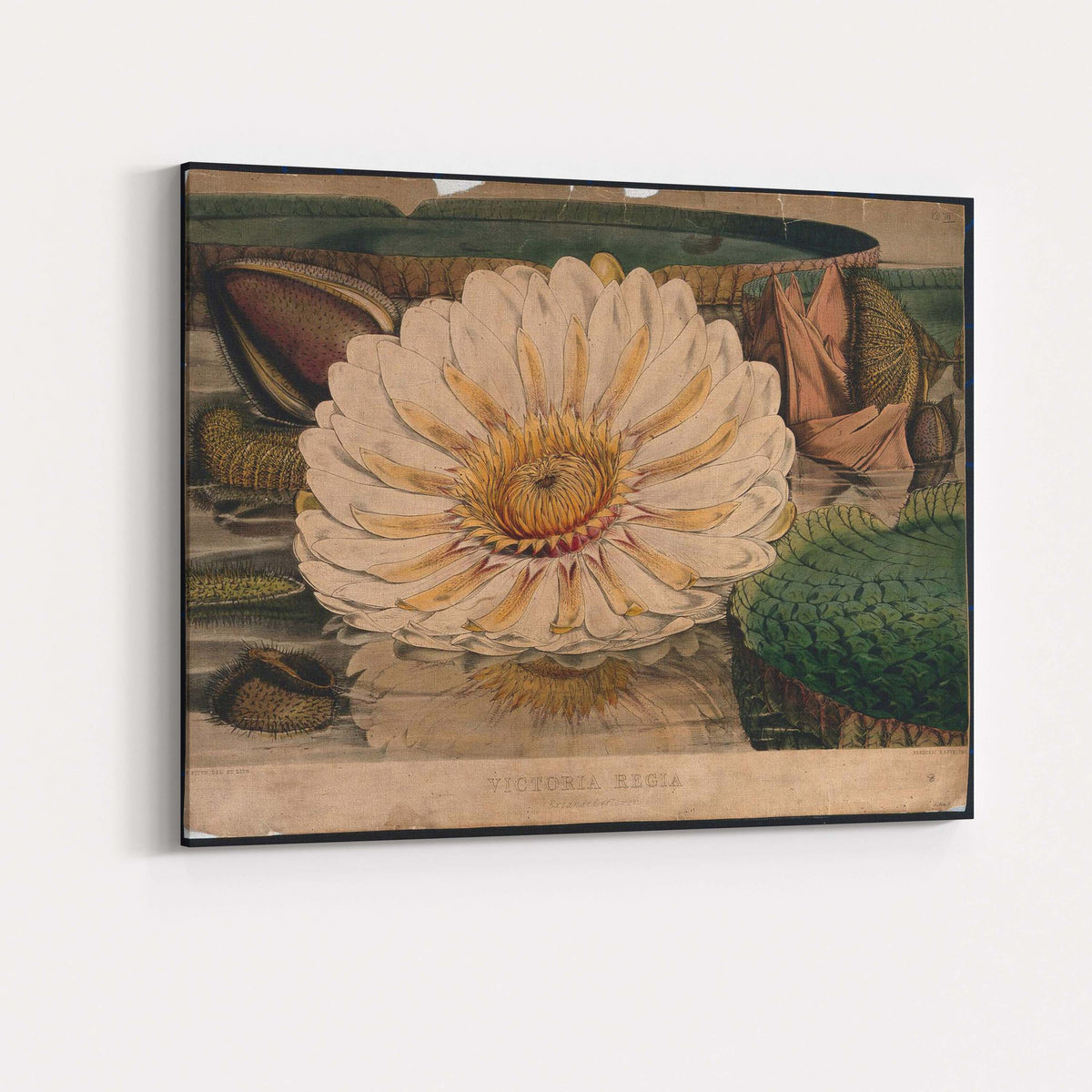 Antique White Water Lily Botanical Pond Illustration Canvas Wall Art Print Decor Picture Ready to Hang