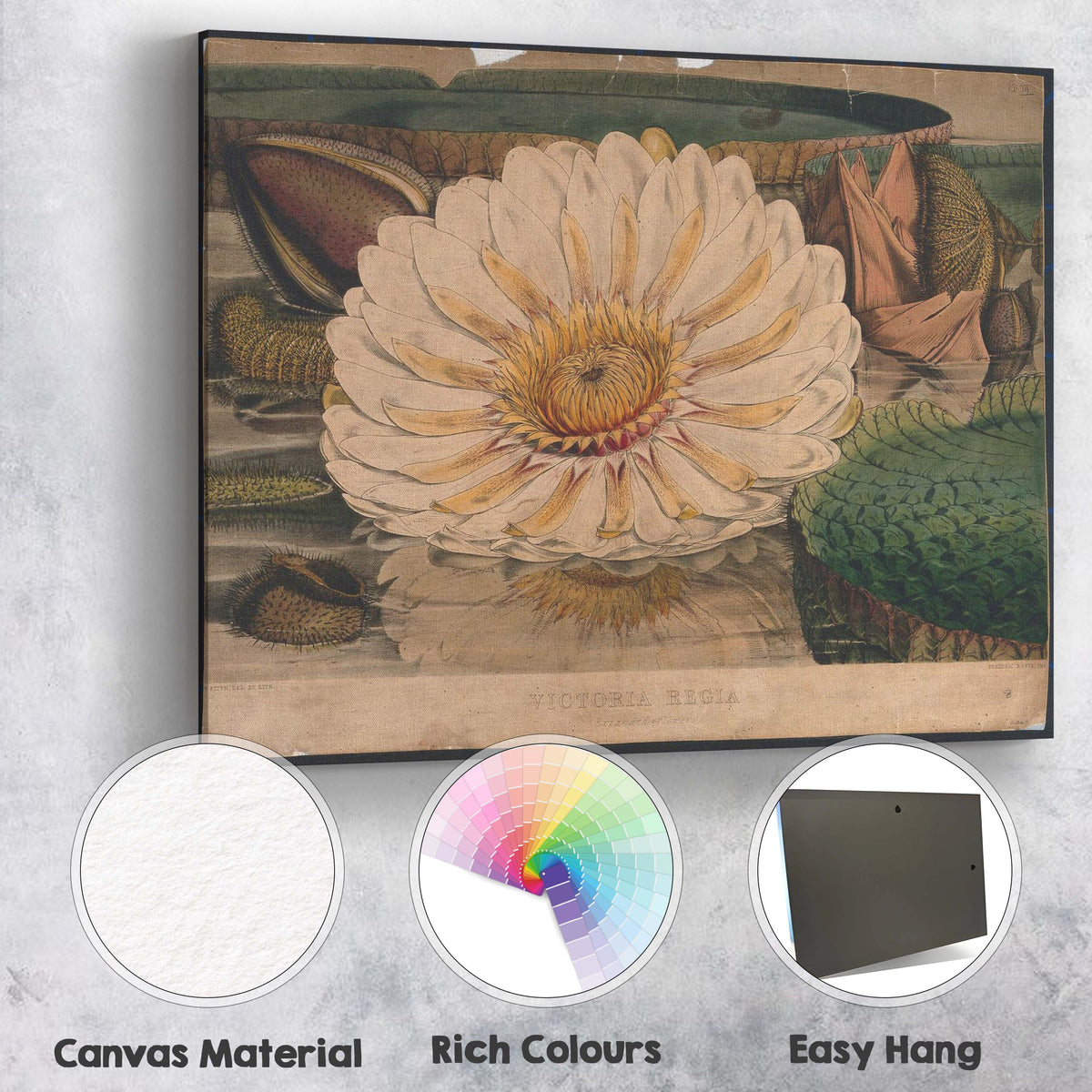 Antique White Water Lily Botanical Pond Illustration Canvas Wall Art Print Decor Picture Ready to Hang