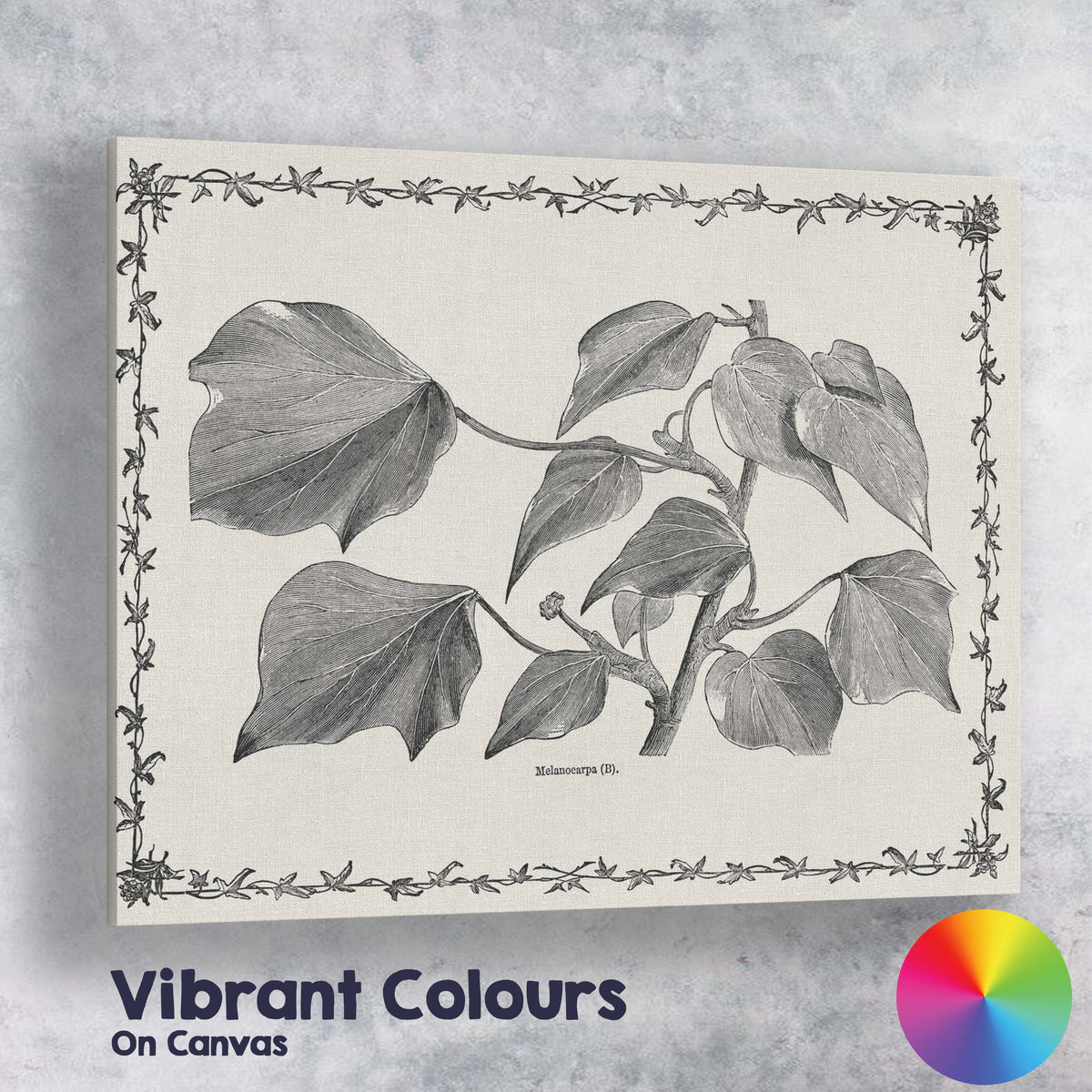 Antique Monochrome Heart Shaped Vine Leaves Botanical Illustration Canvas Wall Art Print Decor Picture Ready to Hang