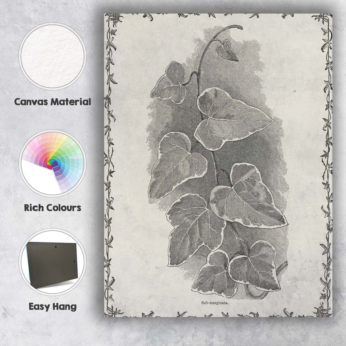 Victorian Ivy Vine Botanical Engraving Illustration Canvas Wall Art Print Decor Picture Ready to Hang