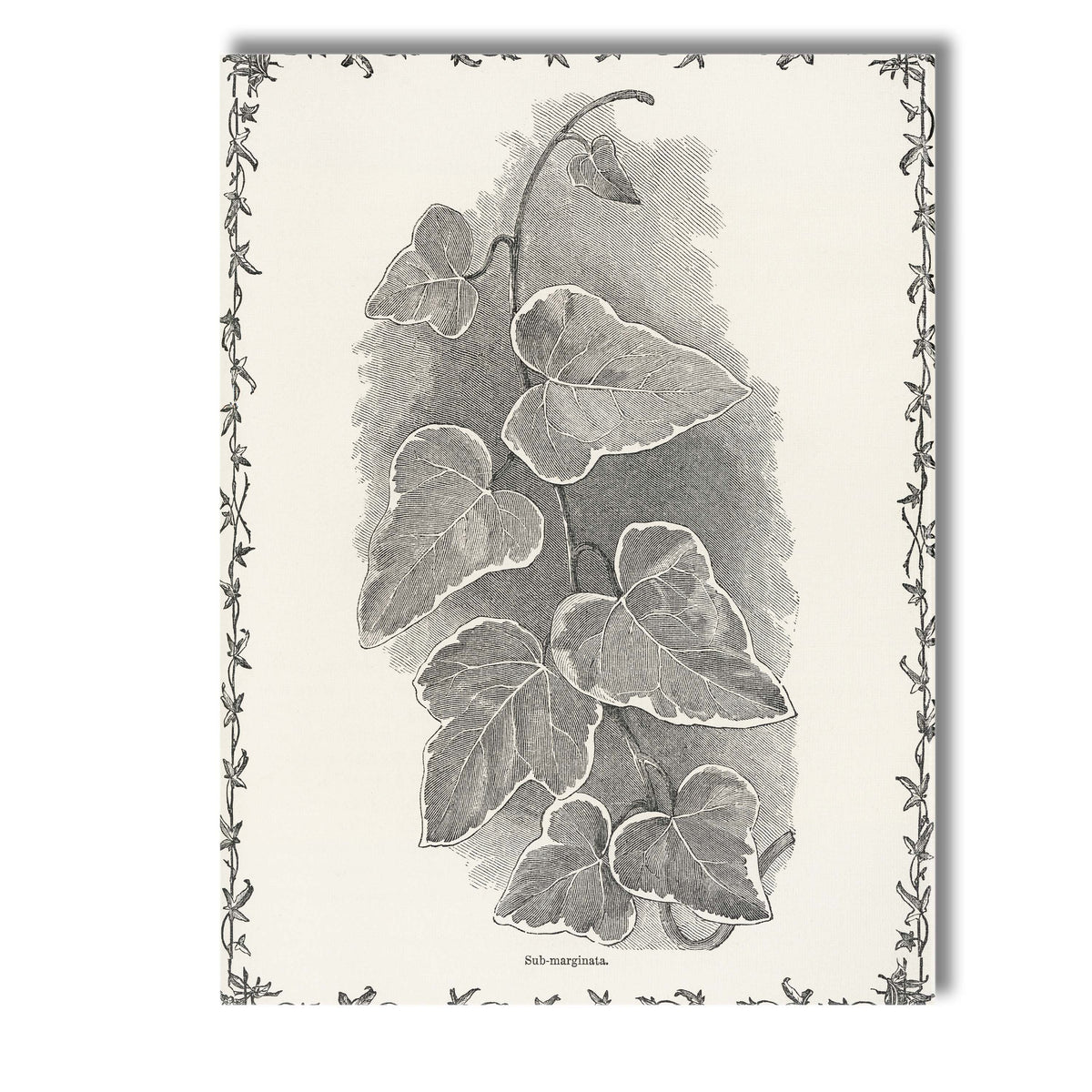Victorian Ivy Vine Botanical Engraving Illustration Canvas Wall Art Print Decor Picture Ready to Hang