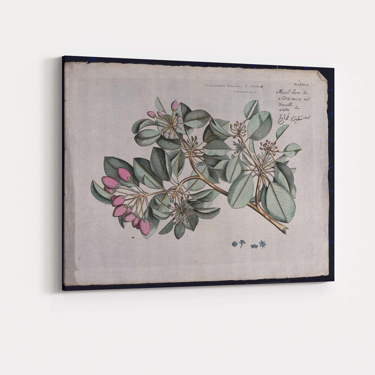 Antique Tropical Flowering Branch Botanical Plate Illustration Canvas Wall Art Print Decor Picture Ready to Hang