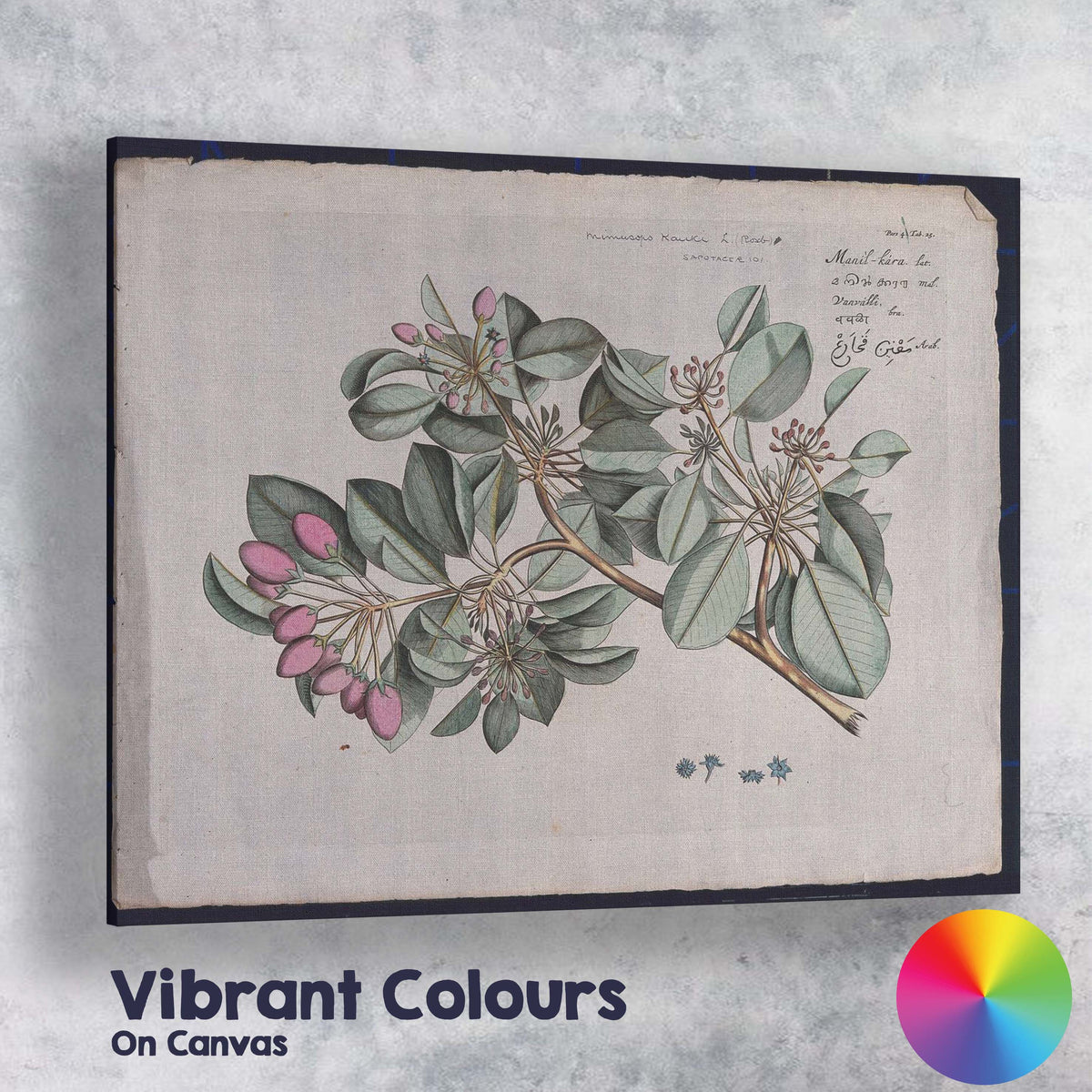 Antique Tropical Flowering Branch Botanical Plate Illustration Canvas Wall Art Print Decor Picture Ready to Hang