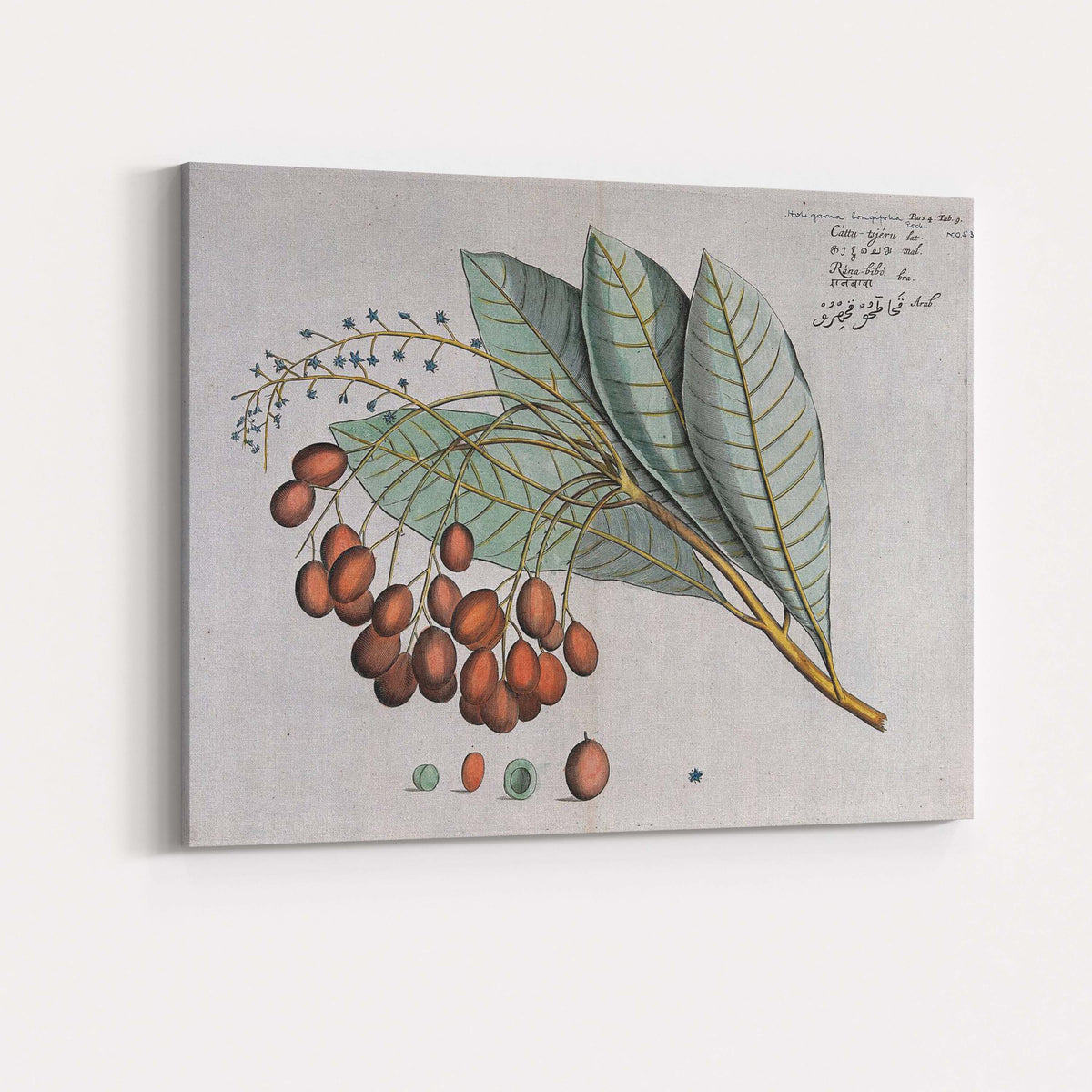 Antique Botanical Fruit Bearing Branch Scientific Illustration Canvas Wall Art Print Decor Picture Ready to Hang