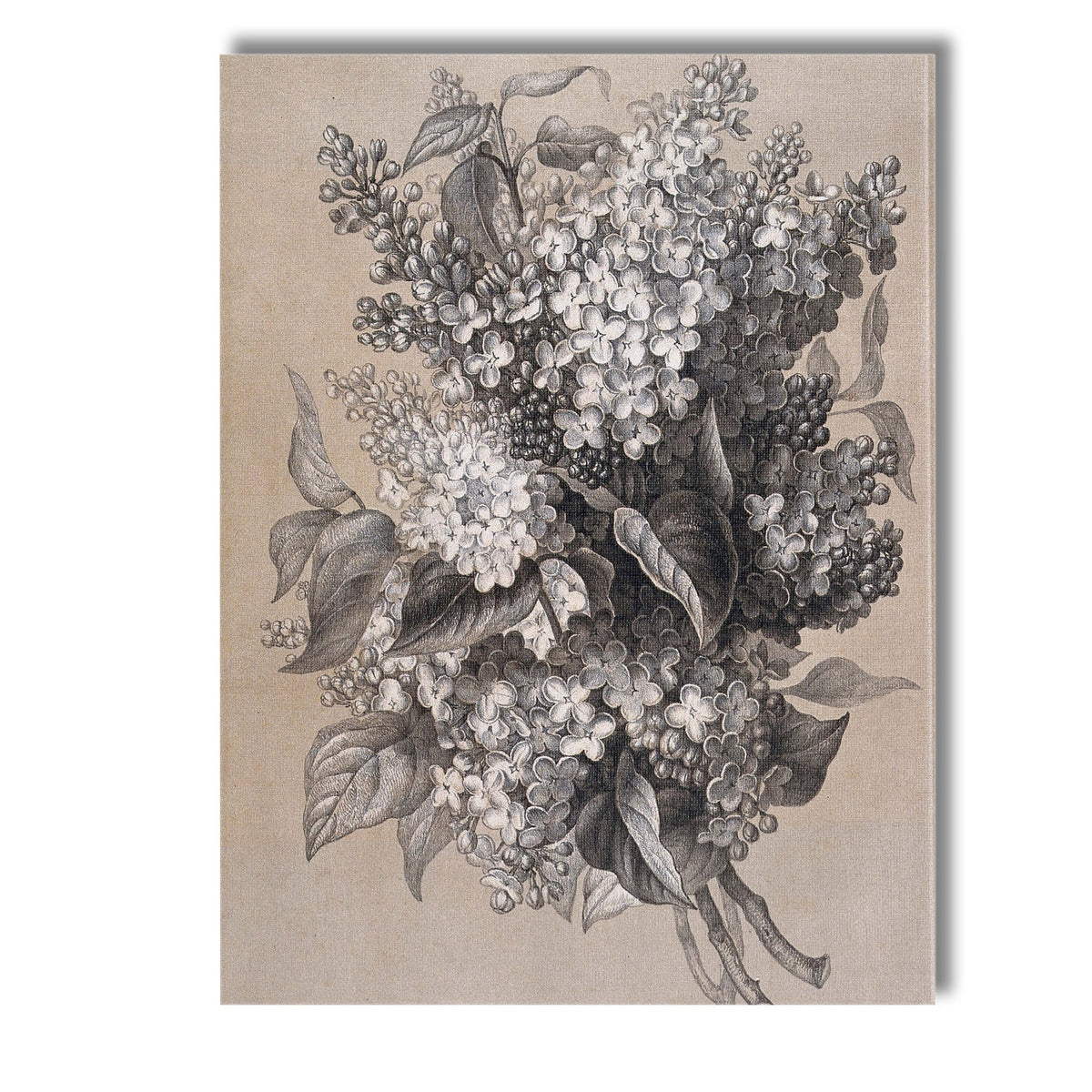 Antique Lilac Blossom Floral Bouquet Monochrome Botanical Illustration Canvas Wall Art Print Decor Picture Ready to Hang