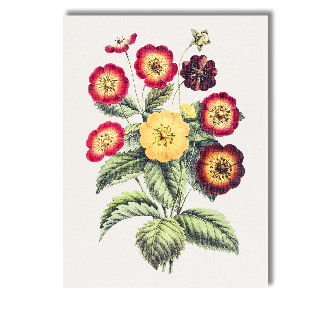 Antique Red And Yellow Potentilla Flower Botanical Illustration Canvas Wall Art Print Decor Picture Ready to Hang