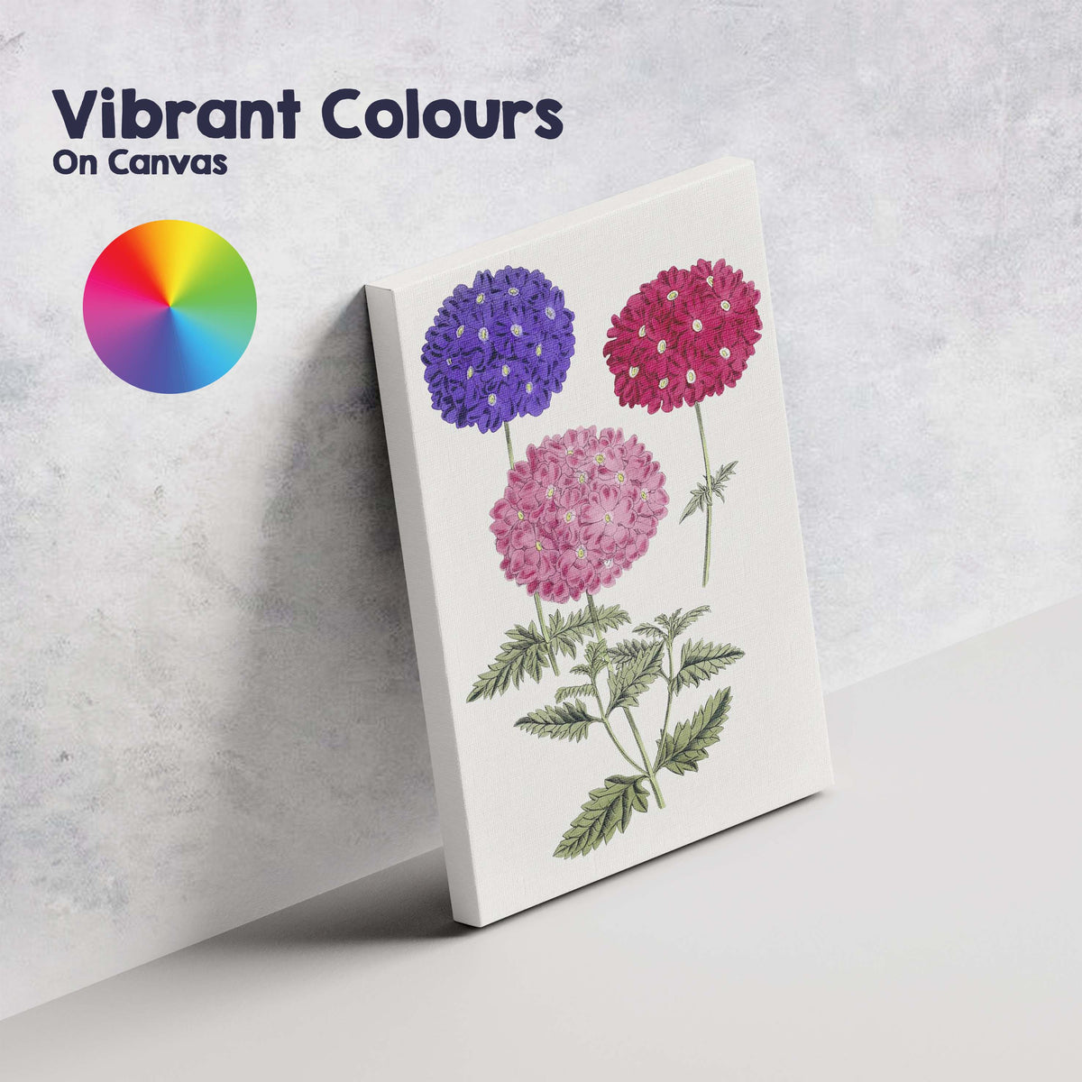Colourful Verbena Flower Cluster Botanical Garden Illustration Canvas Wall Art Print Decor Picture Ready to Hang