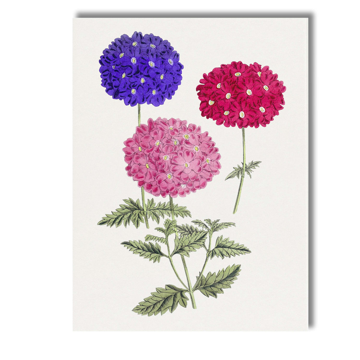 Colourful Verbena Flower Cluster Botanical Garden Illustration Canvas Wall Art Print Decor Picture Ready to Hang