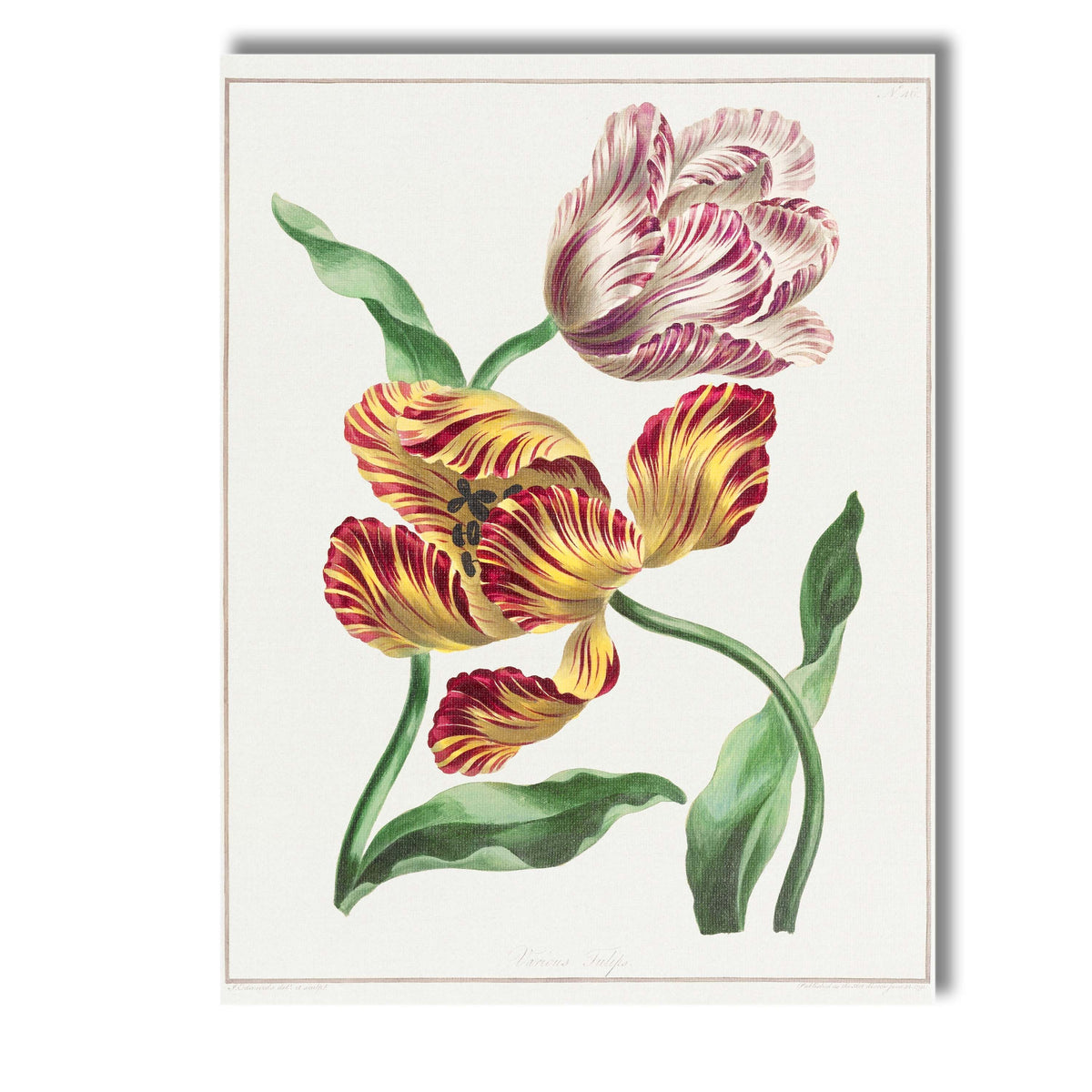 Colourful Parrot Tulips Botanical Flower Study Antique Illustration Canvas Wall Art Print Decor Picture Ready to Hang
