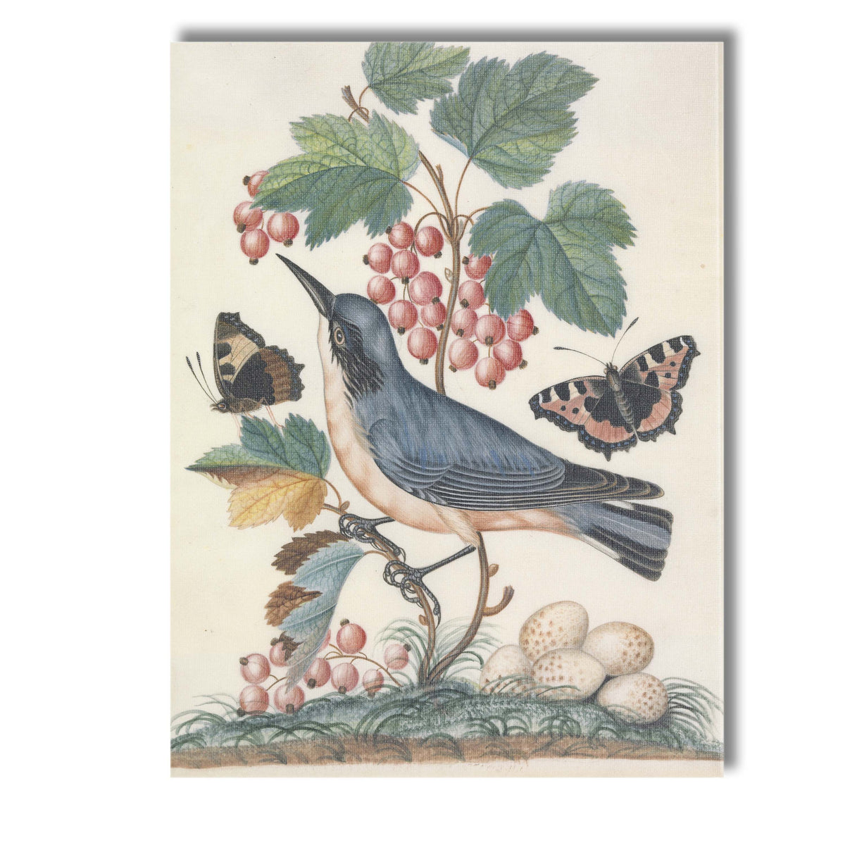 Antique Bird And Butterfly Nature Illustration Canvas Wall Art Print Decor Picture Ready to Hang