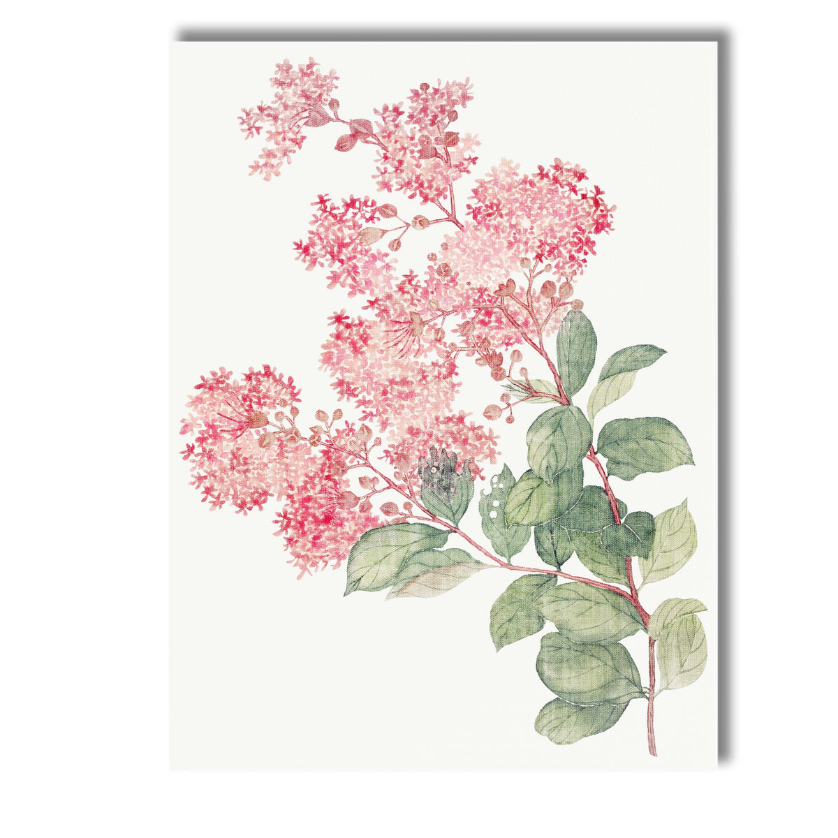 Soft Pink Lilac Blossom Botanical Watercolour Floral Illustration Canvas Wall Art Print Decor Picture Ready to Hang