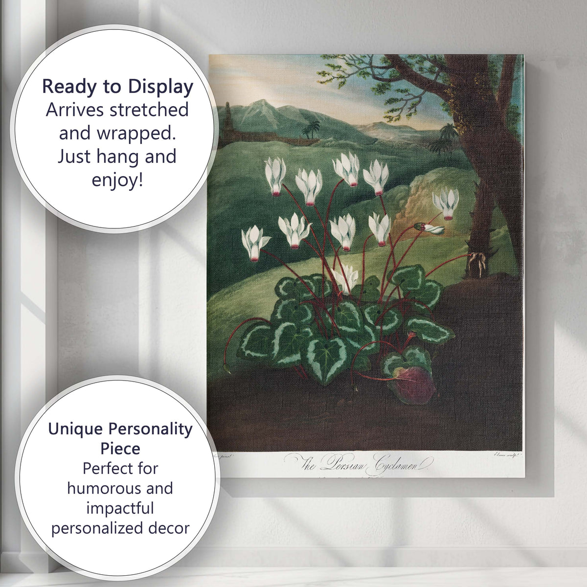 Persian Cyclamen Botanical Landscape Antique Flower Illustration Canvas Wall Art Print Decor Picture Ready to Hang