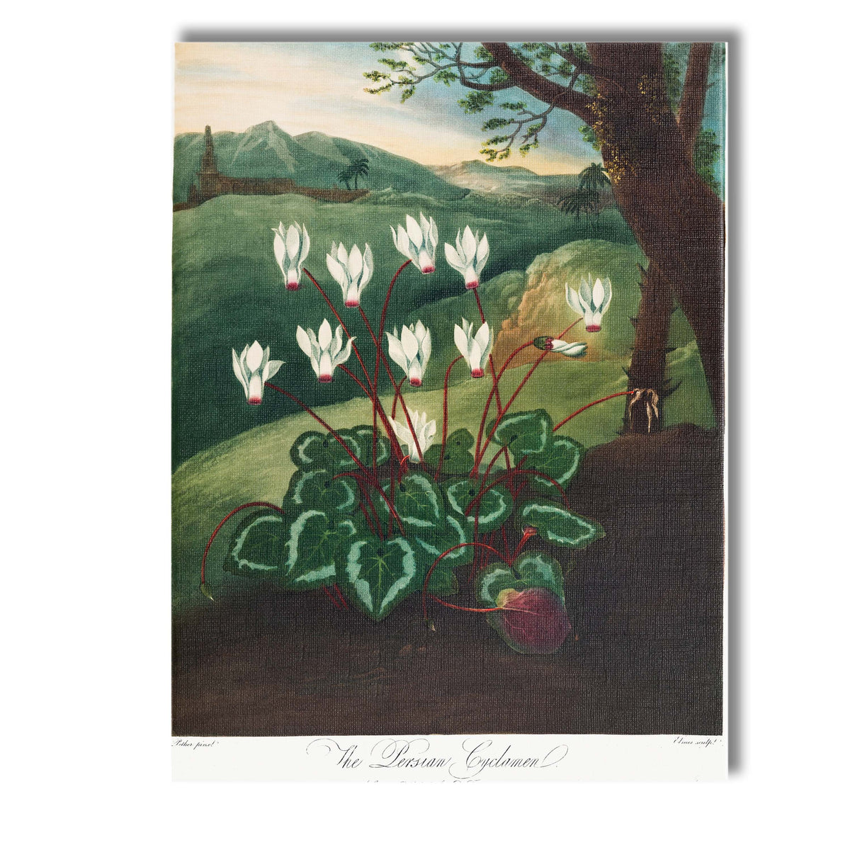 Persian Cyclamen Botanical Landscape Antique Flower Illustration Canvas Wall Art Print Decor Picture Ready to Hang
