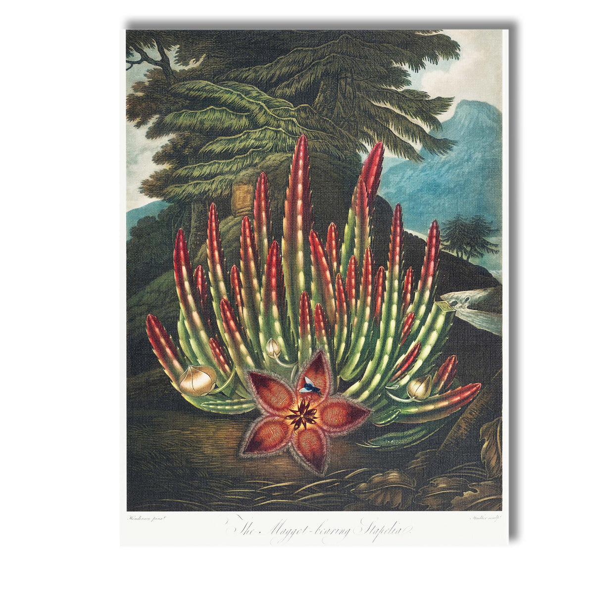 Exotic Stapelia Succulent Red Flower Botanical Engraving Canvas Wall Art Print Decor Picture Ready to Hang