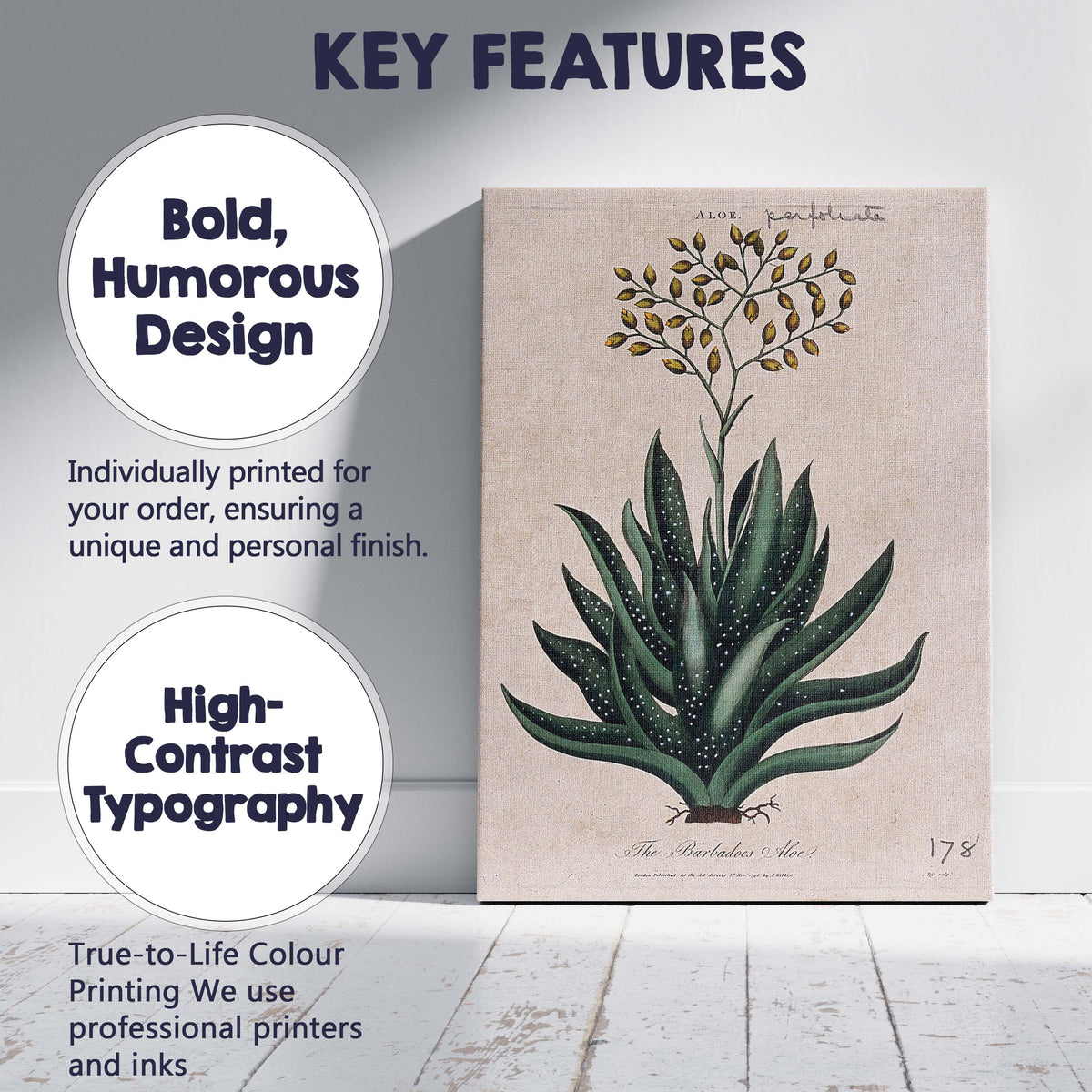 Antique Barbados Aloe Medicinal Plant Botanical Study Canvas Wall Art Print Decor Picture Ready to Hang