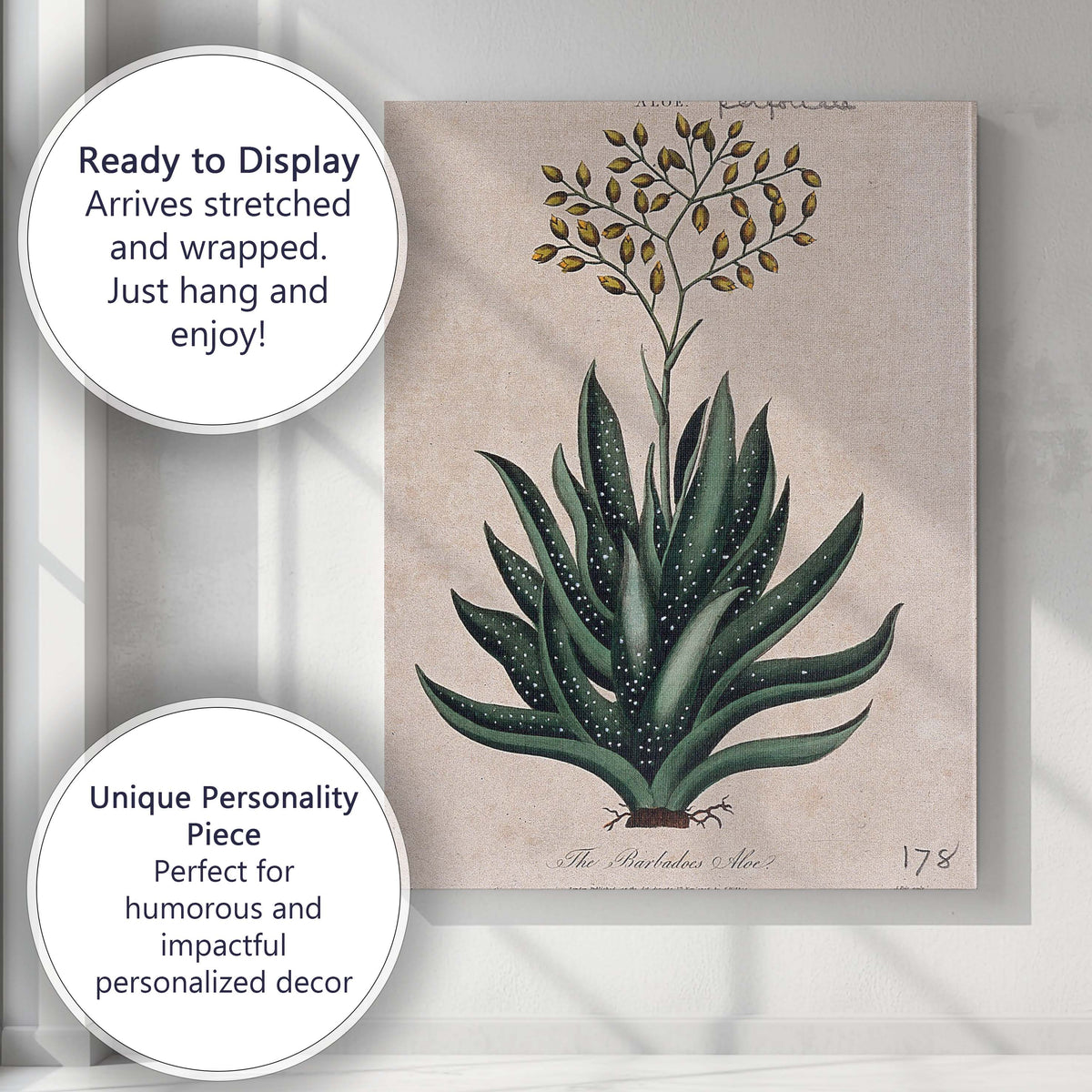 Antique Barbados Aloe Medicinal Plant Botanical Study Canvas Wall Art Print Decor Picture Ready to Hang
