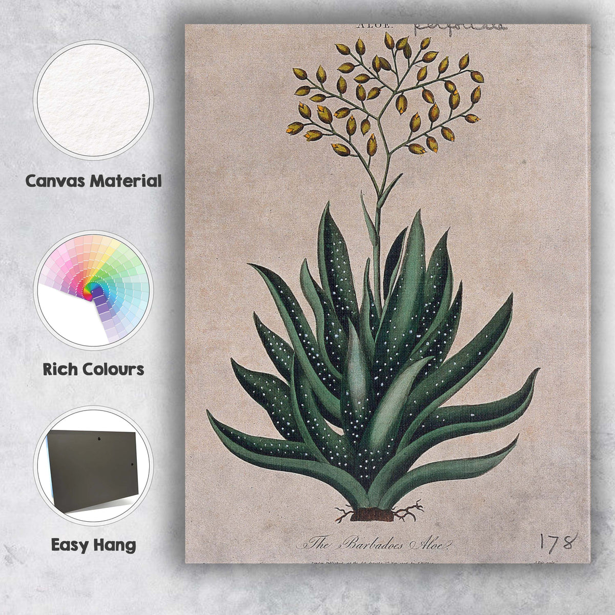 Antique Barbados Aloe Medicinal Plant Botanical Study Canvas Wall Art Print Decor Picture Ready to Hang