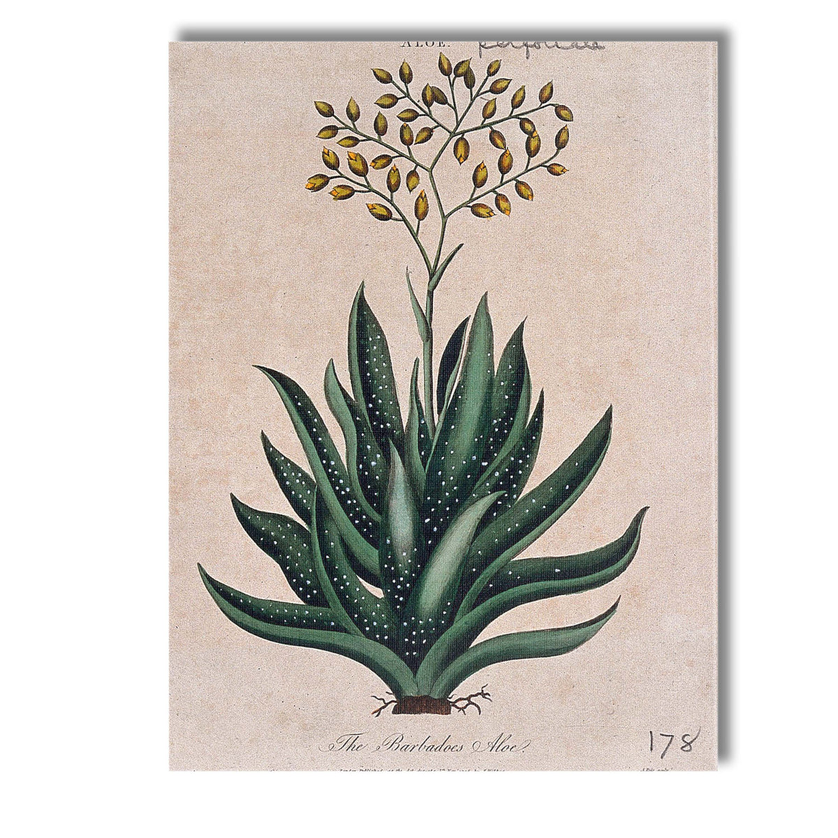 Antique Barbados Aloe Medicinal Plant Botanical Study Canvas Wall Art Print Decor Picture Ready to Hang