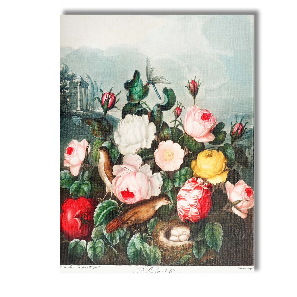 Romantic Rose Garden Birds Nest Botanical Illustration Canvas Wall Art Print Decor Picture Ready to Hang