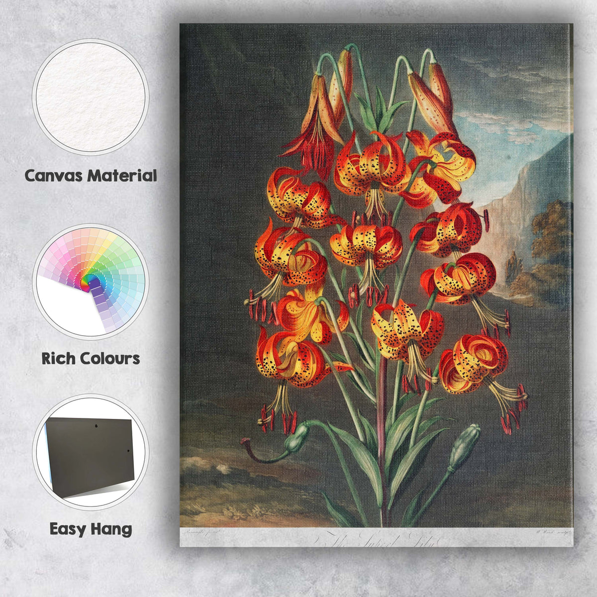 Vibrant Tiger Lily Botanical Antique Flower Illustration Canvas Wall Art Print Decor Picture Ready to Hang