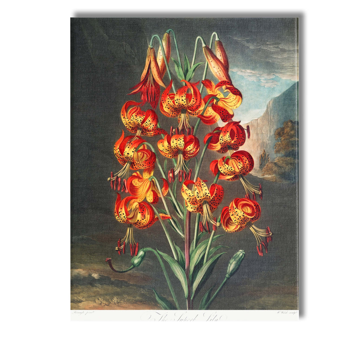 Vibrant Tiger Lily Botanical Antique Flower Illustration Canvas Wall Art Print Decor Picture Ready to Hang