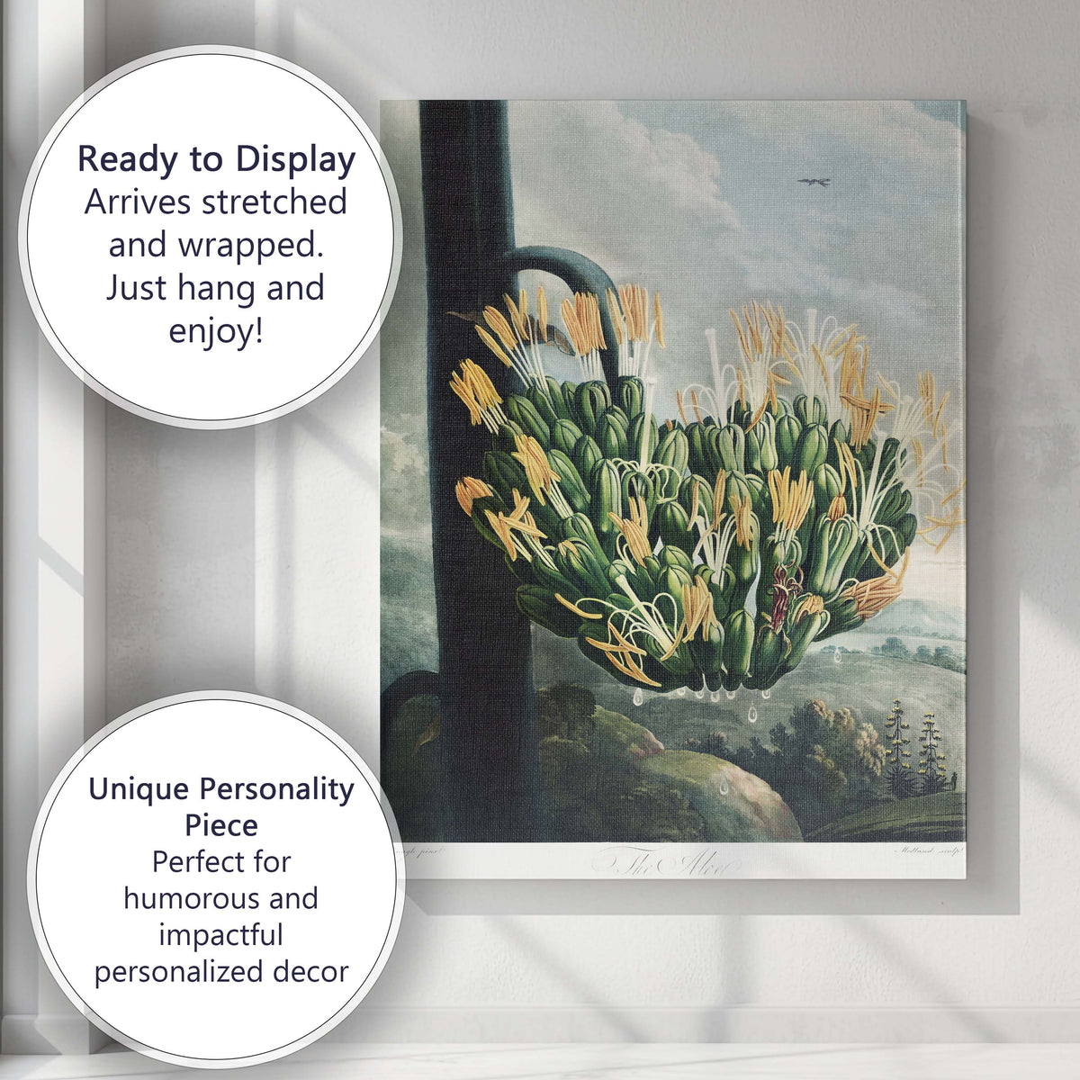 Antique Agave Aloe Blooming Succulent Botanical Print Canvas Wall Art Print Decor Picture Ready to Hang
