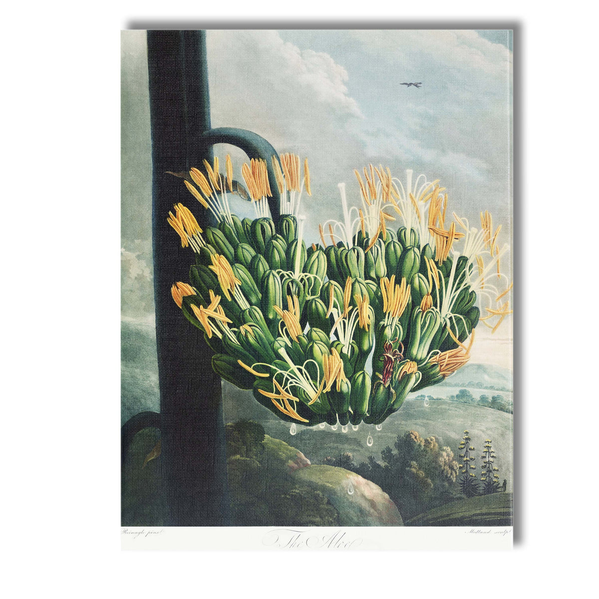 Antique Agave Aloe Blooming Succulent Botanical Print Canvas Wall Art Print Decor Picture Ready to Hang