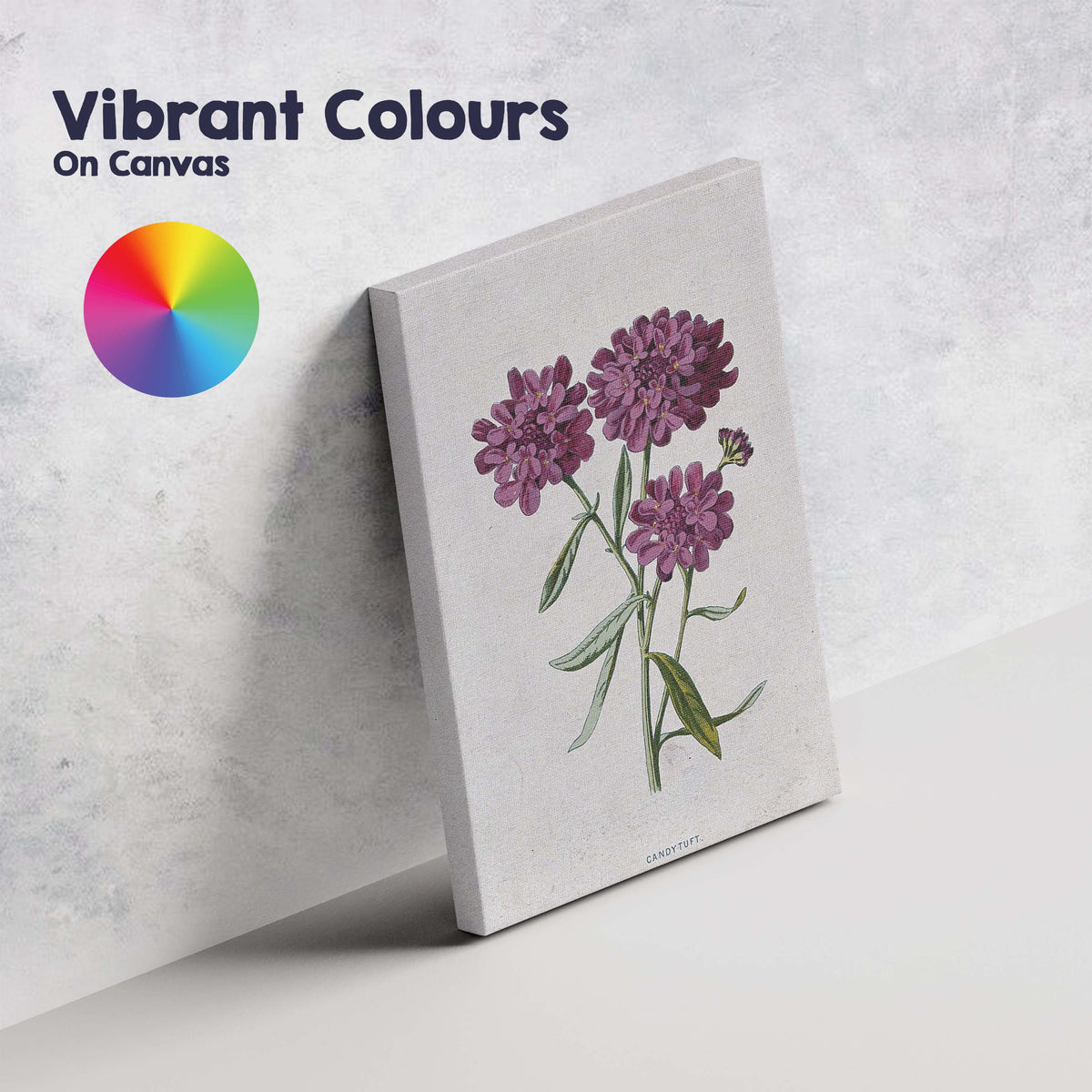 Antique Purple Candytuft Botanical Floral Illustration Canvas Wall Art Print Decor Picture Ready to Hang