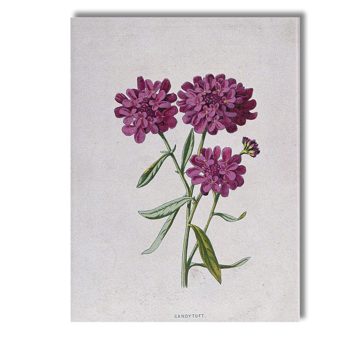Antique Purple Candytuft Botanical Floral Illustration Canvas Wall Art Print Decor Picture Ready to Hang