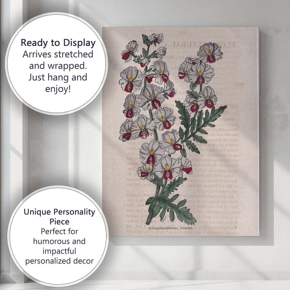 Victorian Schizanthus Butterfly Flower Botanical Engraving Canvas Wall Art Print Decor Picture Ready to Hang
