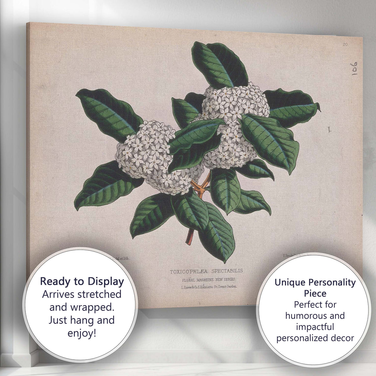 Antique White Blossom Cluster Botanical Illustration Evergreen Foliage Canvas Wall Art Print Decor Picture Ready to Hang