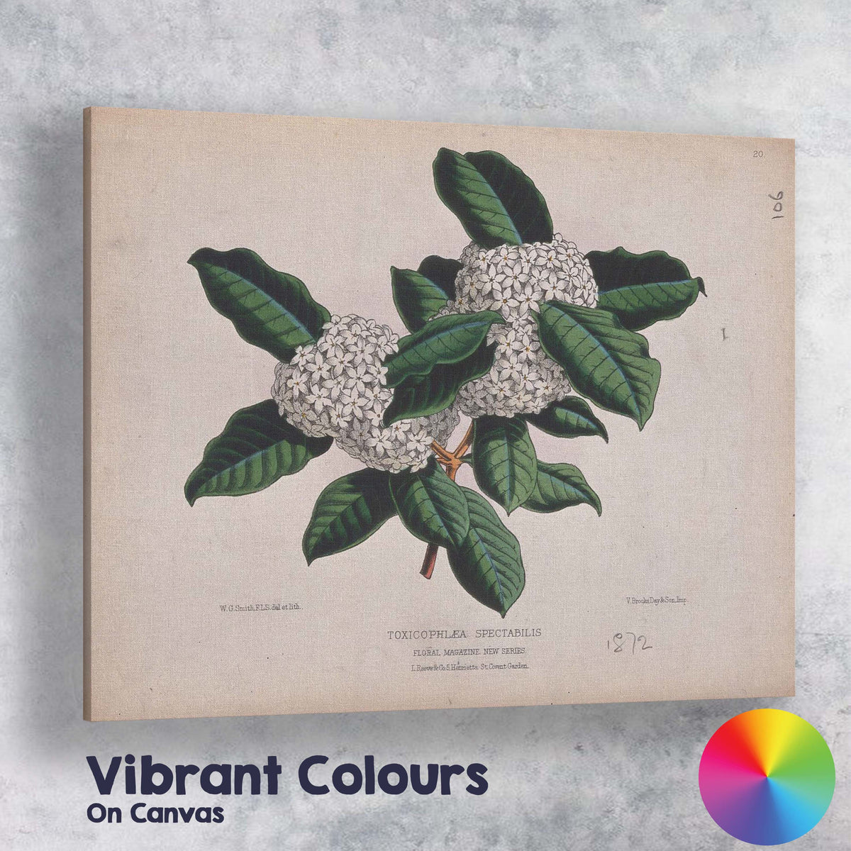 Antique White Blossom Cluster Botanical Illustration Evergreen Foliage Canvas Wall Art Print Decor Picture Ready to Hang