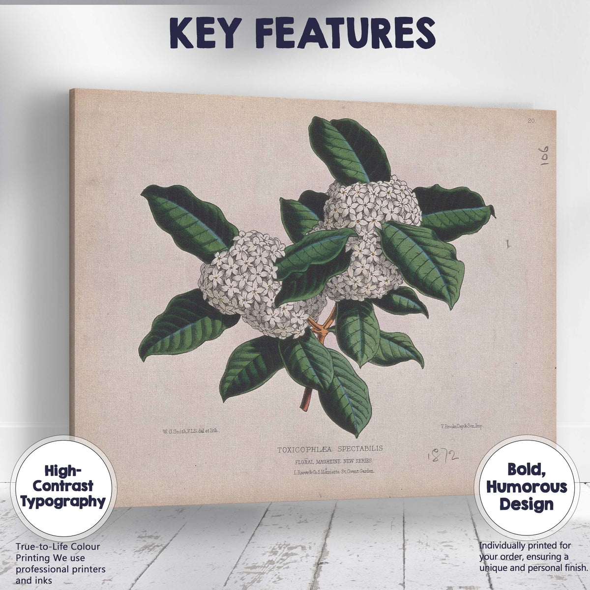 Antique White Blossom Cluster Botanical Illustration Evergreen Foliage Canvas Wall Art Print Decor Picture Ready to Hang