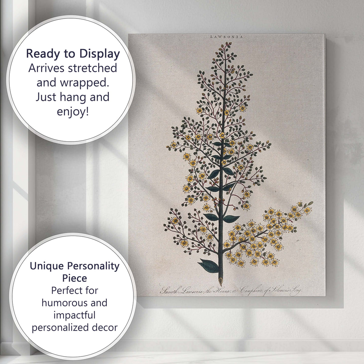 Antique Lawsonia Henna Botanical Illustration Delicate Yellow Blossom Canvas Wall Art Print Decor Picture Ready to Hang