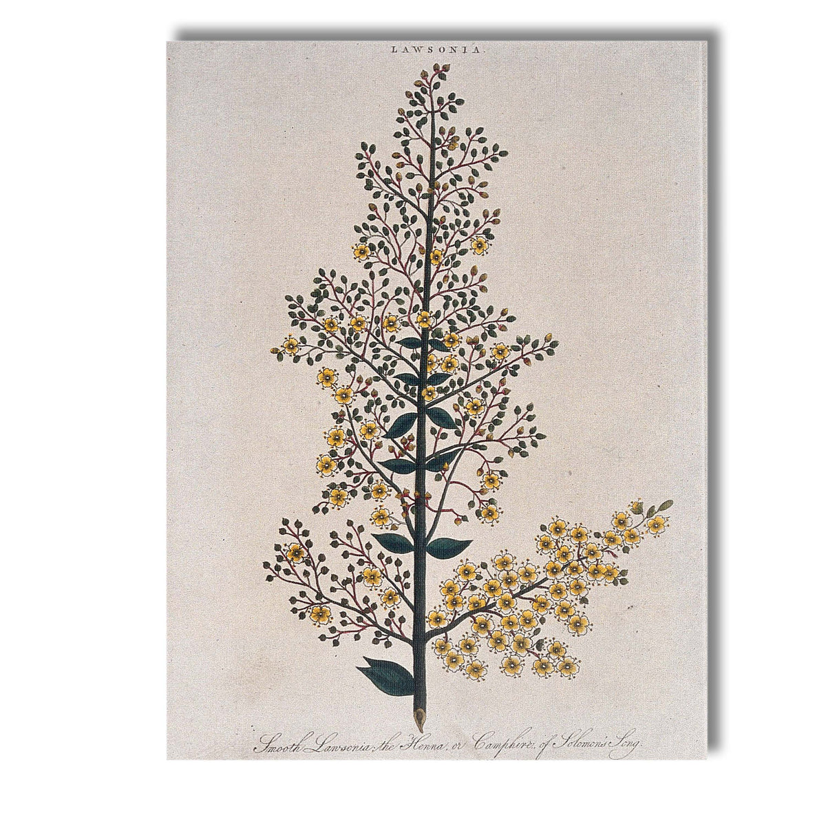 Antique Lawsonia Henna Botanical Illustration Delicate Yellow Blossom Canvas Wall Art Print Decor Picture Ready to Hang