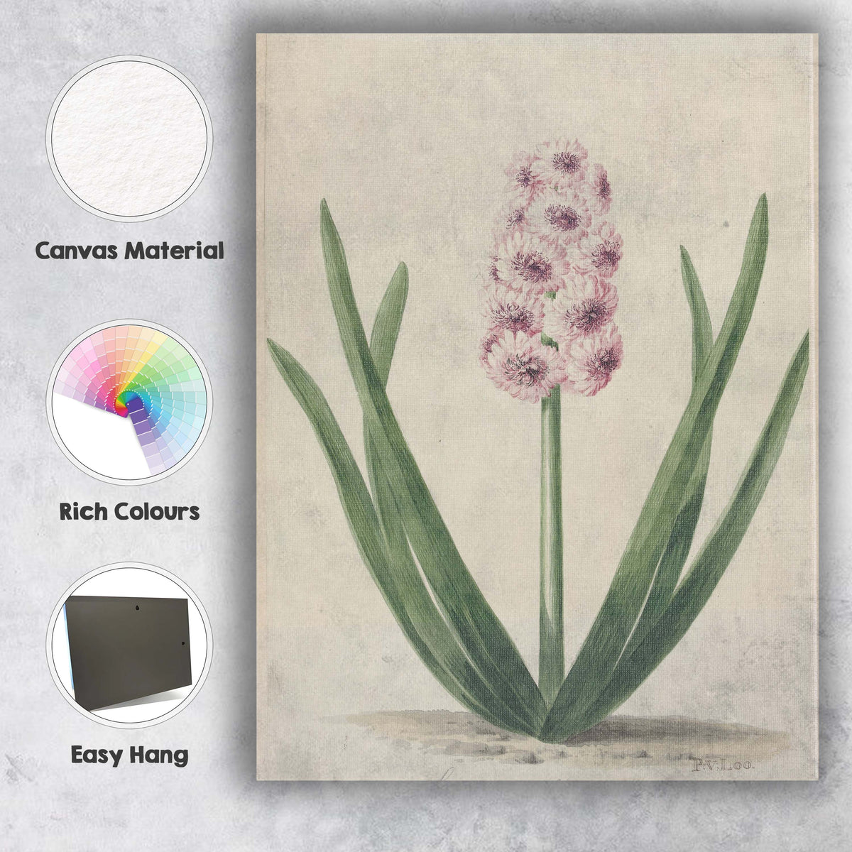 Antique Pink Hyacinth Botanical Flower Illustration Soft Spring Garden Canvas Wall Art Print Decor Picture Ready to Hang