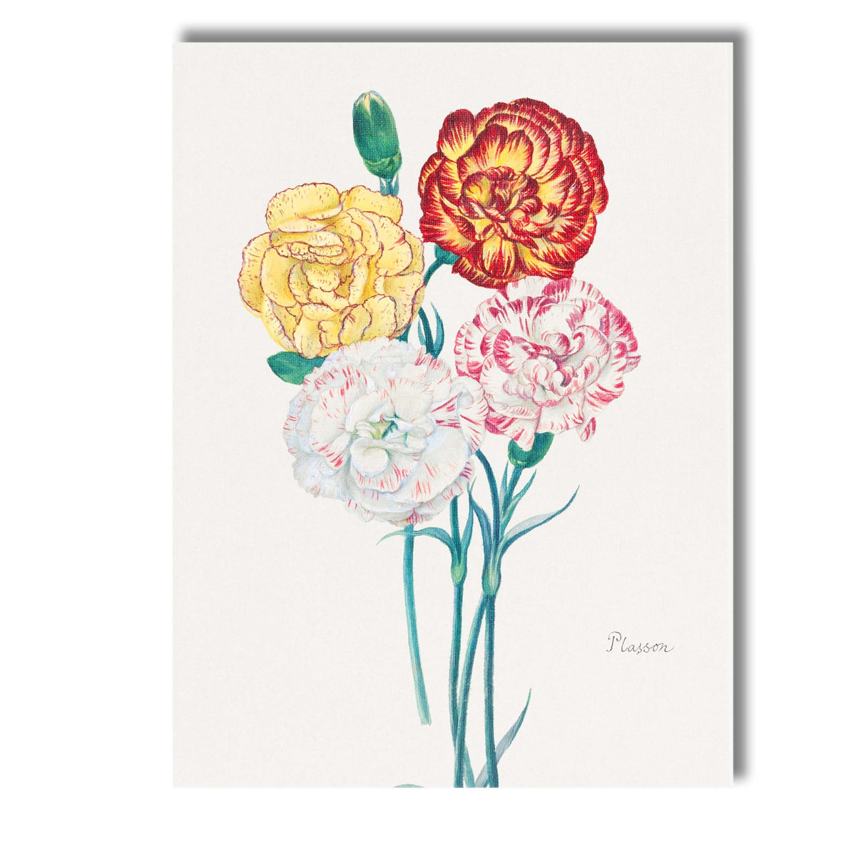 Antique Carnation Botanical Illustration Floral Study Canvas Wall Art Print Decor Picture Ready to Hang