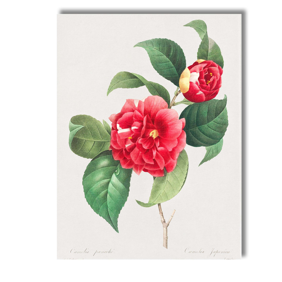Classic Red Camellia Japonica Botanical Flower Artwork Canvas Wall Art Print Decor Picture Ready to Hang