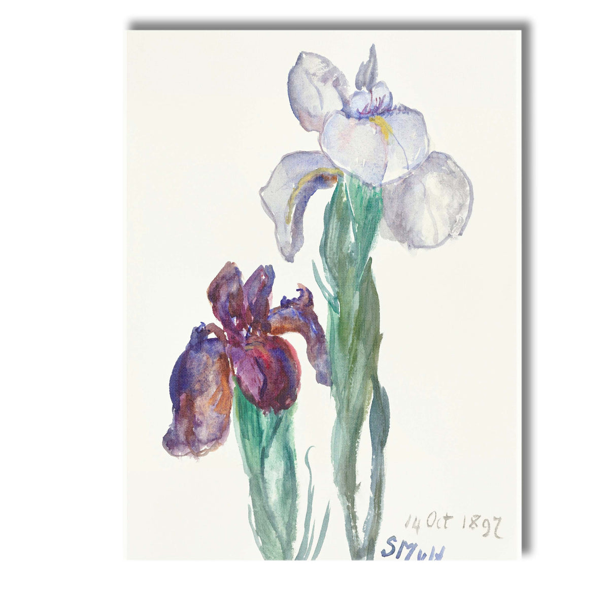 Delicate Watercolour Iris Flower Botanical Painting Canvas Wall Art Print Decor Picture Ready to Hang