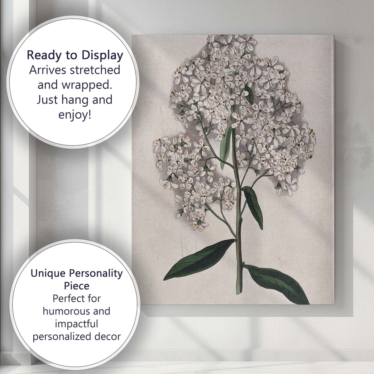 White Escallonia Blossom Botanical Flower Antique Illustration Canvas Wall Art Print Decor Picture Ready to Hang
