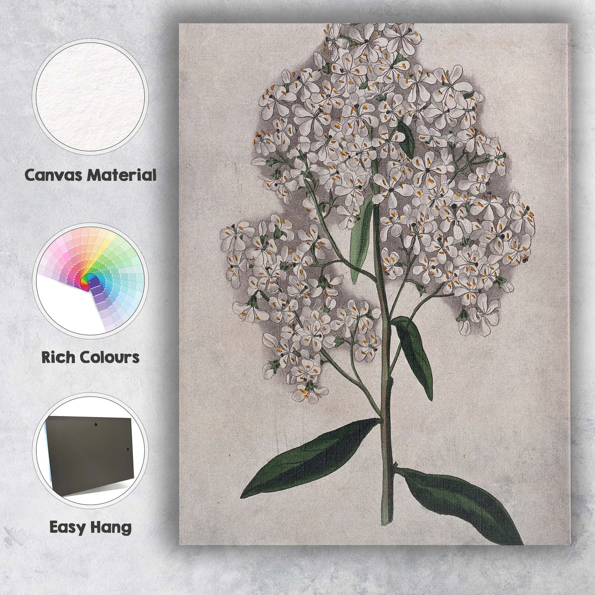 White Escallonia Blossom Botanical Flower Antique Illustration Canvas Wall Art Print Decor Picture Ready to Hang