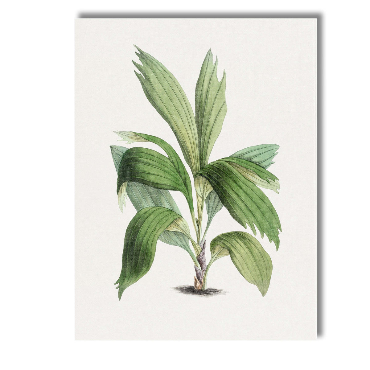 Elegant Green Tropical Foliage Botanical Illustration Canvas Wall Art Print Decor Picture Ready to Hang