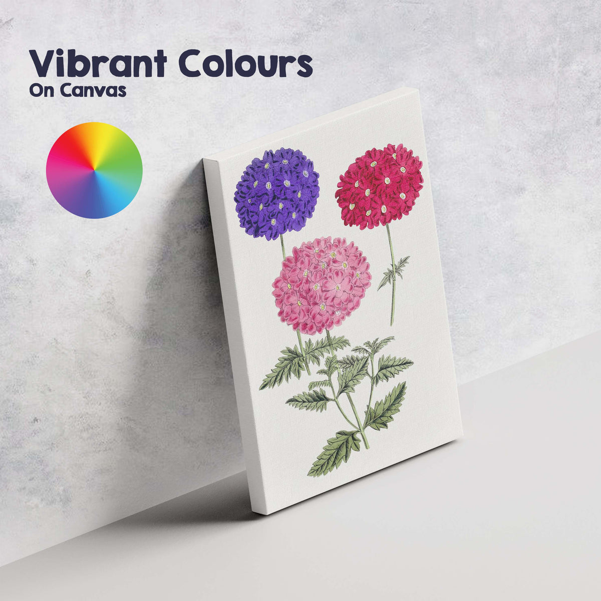 Purple and Pink Verbena Flower Botanical Illustration Canvas Wall Art Print Decor Picture Ready to Hang